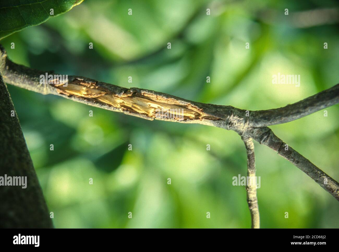 Cicada Damage, Virginia. Nachdem Eier schlüpfen, tauchen Nymphen aus dünnen Zweigen von Bäumen auf. Öffnungen können zu Infektionen und zum Tod von Zweigen führen. Stockfoto