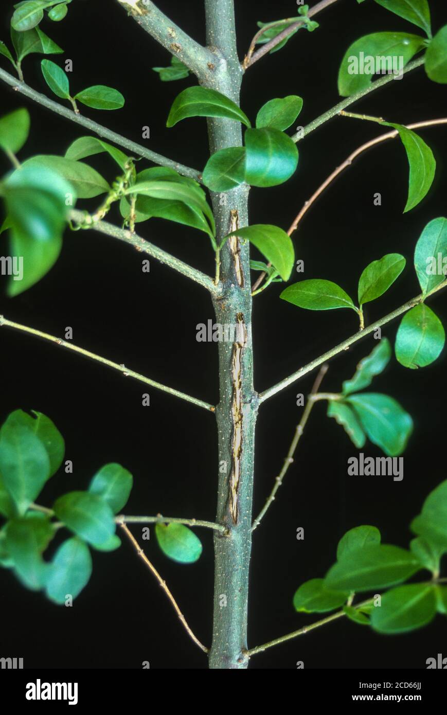 Cicada Damage, Virginia. Nachdem Eier schlüpfen, tauchen Nymphen aus dünnen Zweigen von Bäumen auf. Öffnungen können zu Infektionen und zum Tod von Zweigen führen. Stockfoto