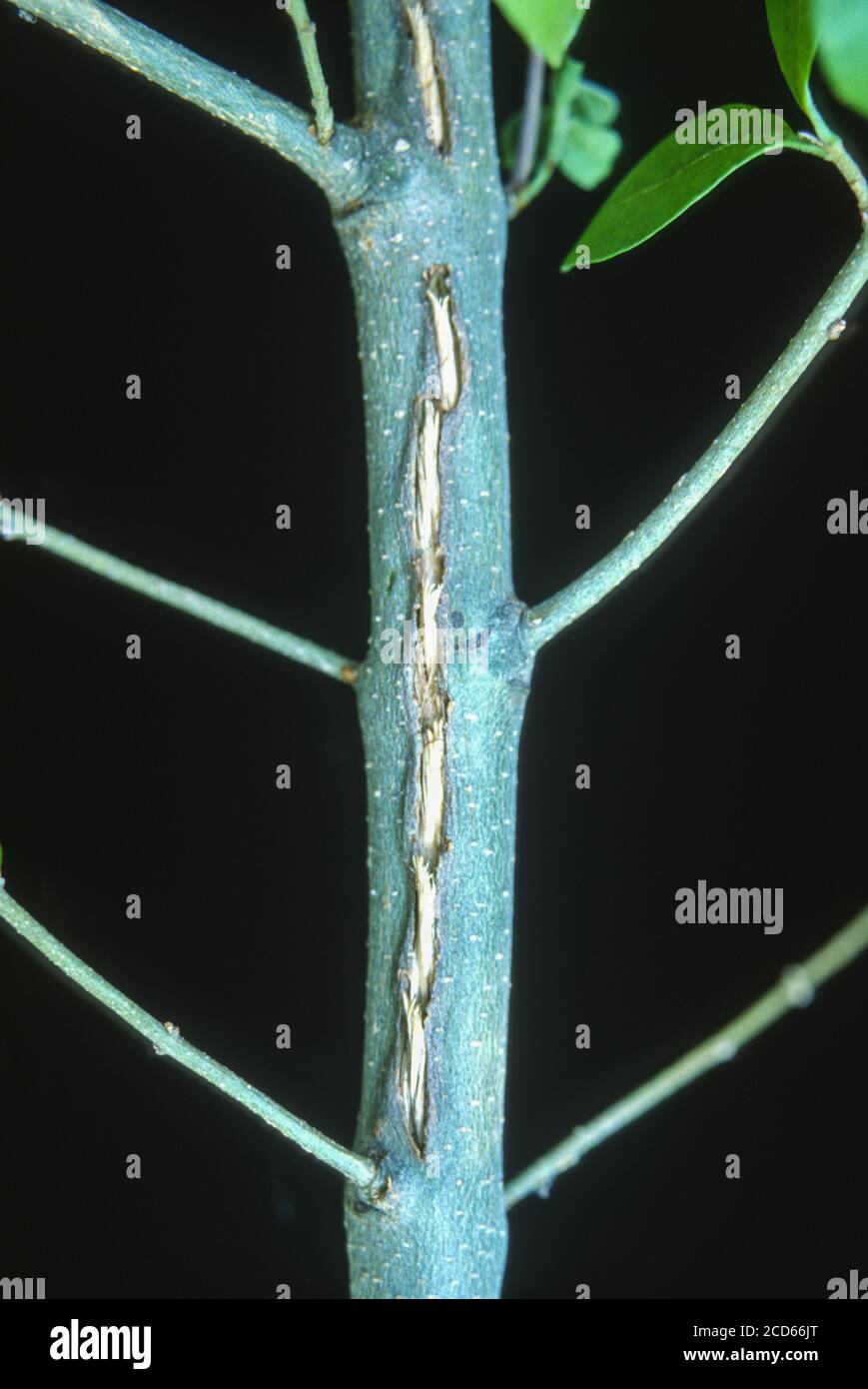 Cicada Damage, Virginia. Nachdem Eier schlüpfen, tauchen Nymphen aus dünnen Zweigen von Bäumen auf. Öffnungen können zu Infektionen und zum Tod von Zweigen führen. Stockfoto
