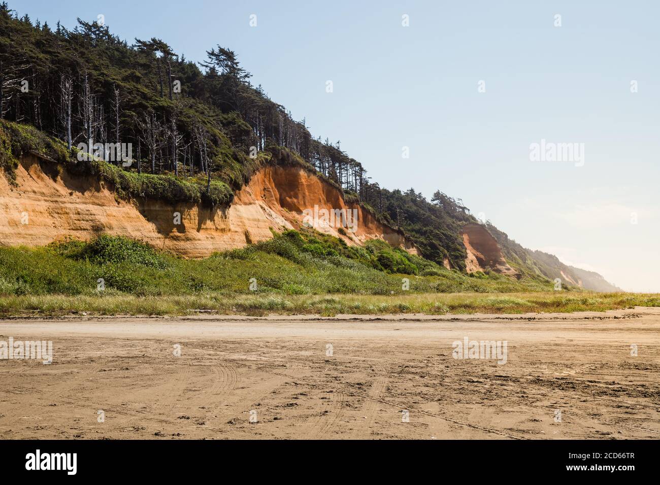 Baumbedeckte Klippen am Ocean Beach an einem sonnigen Tag Stockfoto