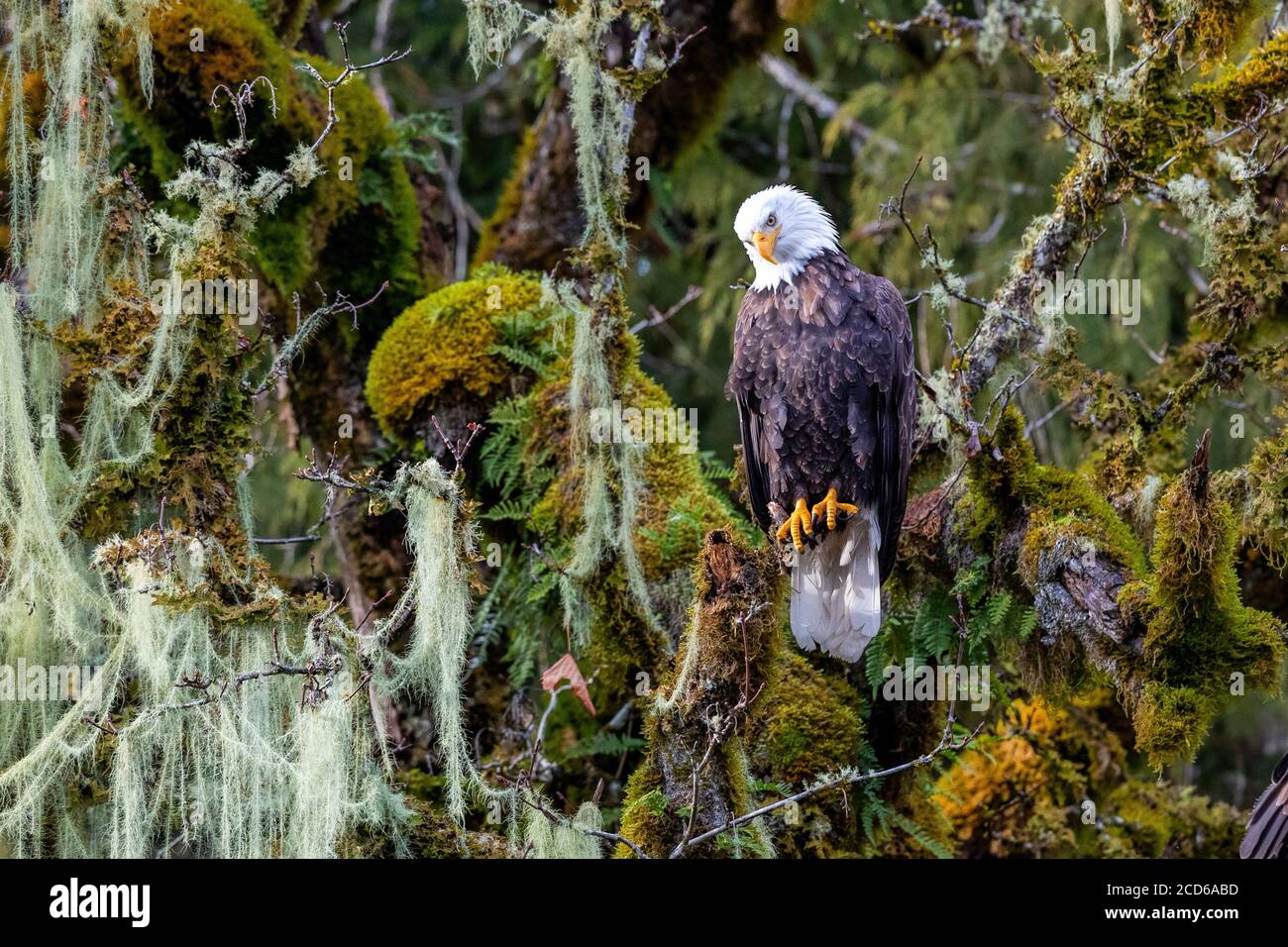 Weißkopf-Seeadler thront in einem Baum Stockfoto