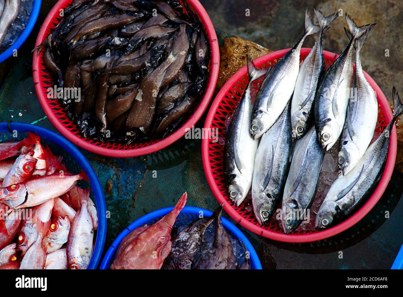 Vielfalt Arten von Fischen in Körben auf einem Fischmarkt. Stockfoto