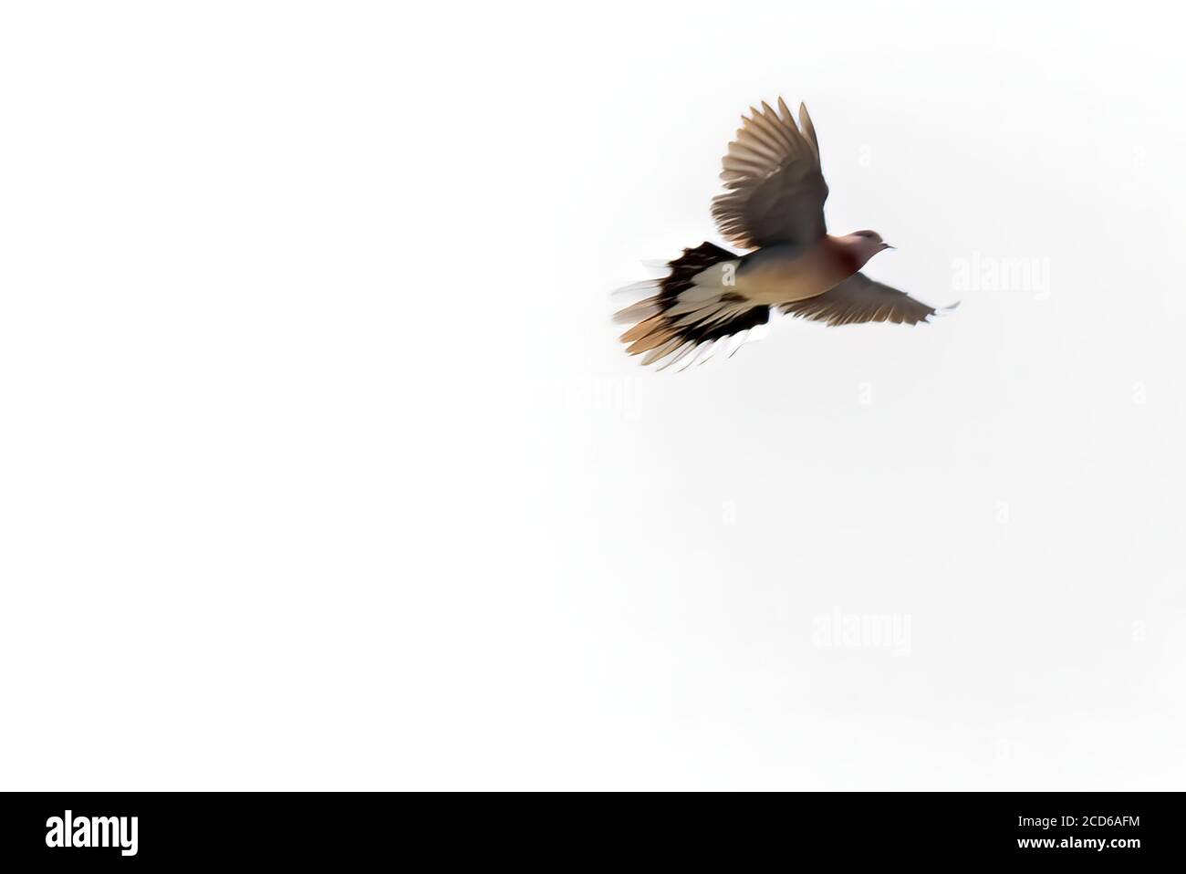 Ein Vogel, der am Himmel fliegt. Hochwertige Fotos. Stockfoto