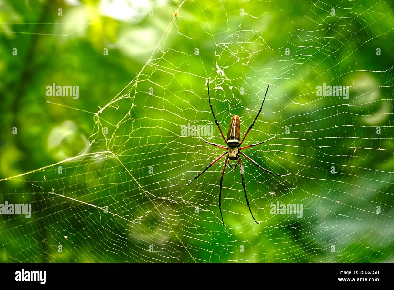 Nephila pilipes, auch bekannt als nördlicher Goldener Orbis Weaver oder riesiger Goldener Orbis Weaver auf seinem Netz. Stockfoto