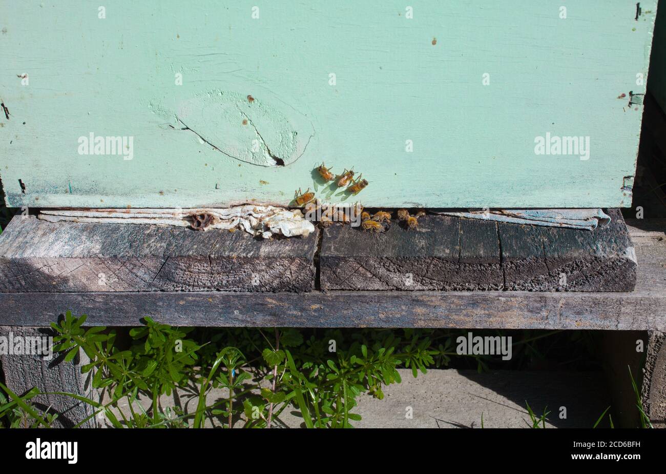 Neuseeländische Landschaftsszenen: Bienenstöcke in Paddocks. Stockfoto