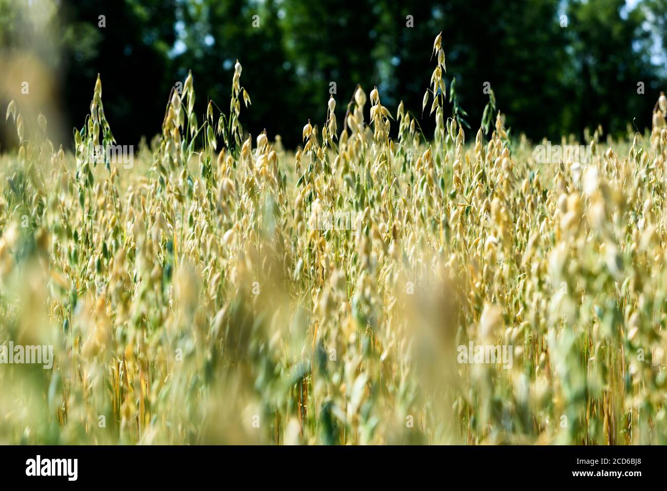 Weicher, unscharfer Hintergrund des Haferfeldes im Sommer Stockfoto