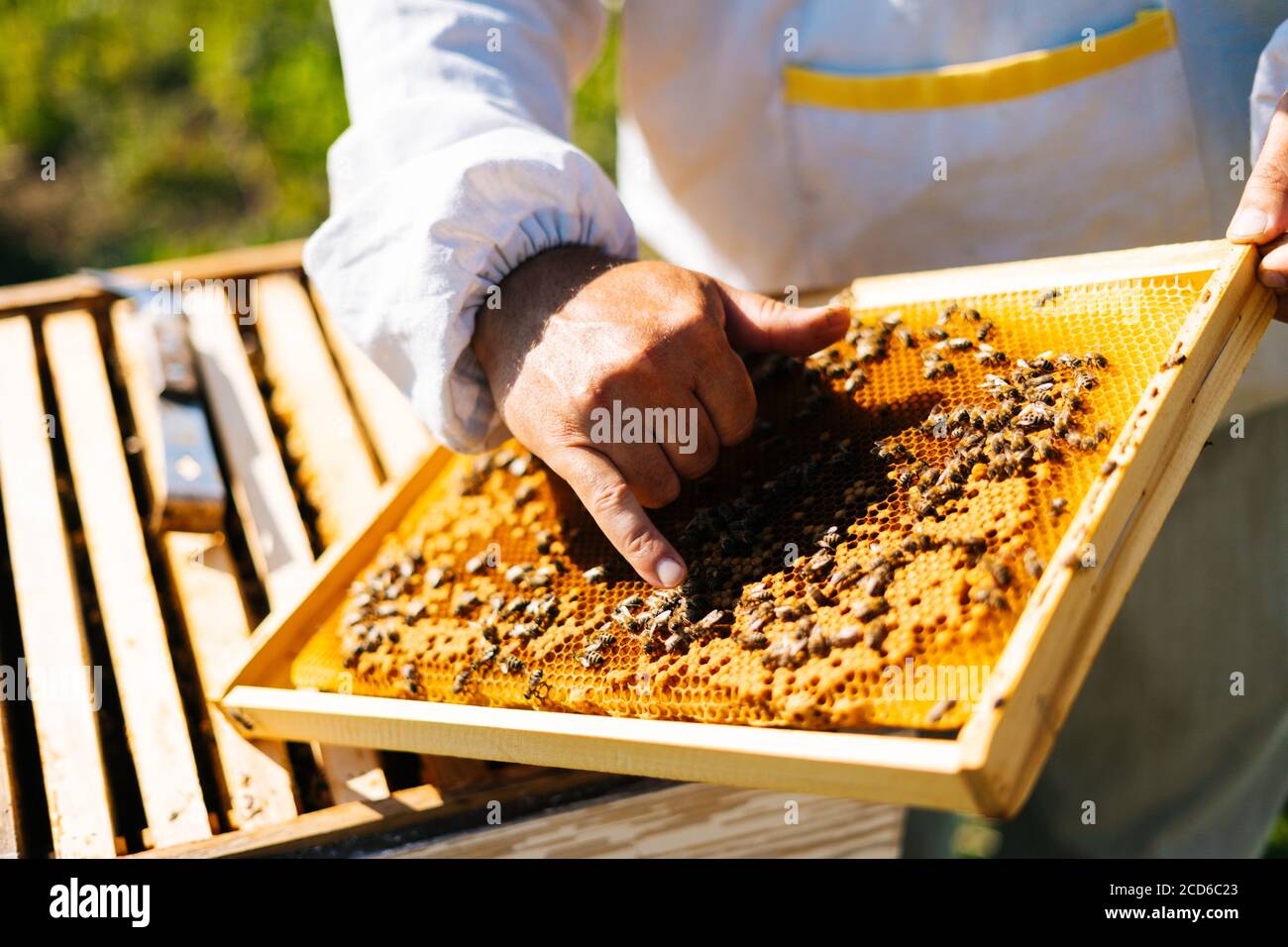 Nahaufnahme der Hände der Bienenzucht, die Bienen berühren, die auf einem Holzrahmen krabbeln. Stockfoto