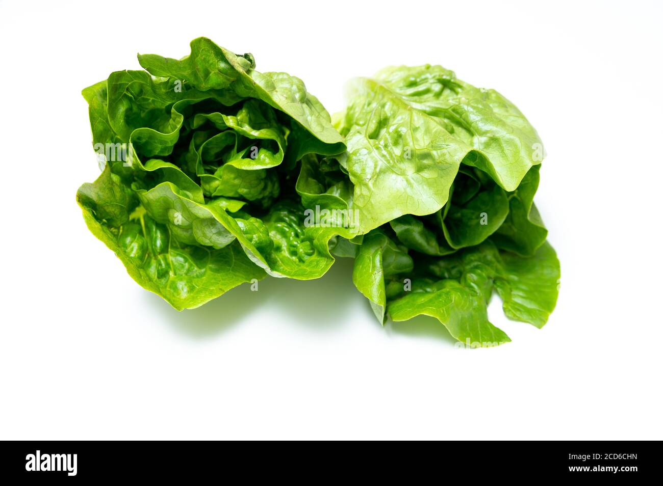 Baby Cos Salat auf weißem Hintergrund Stockfoto