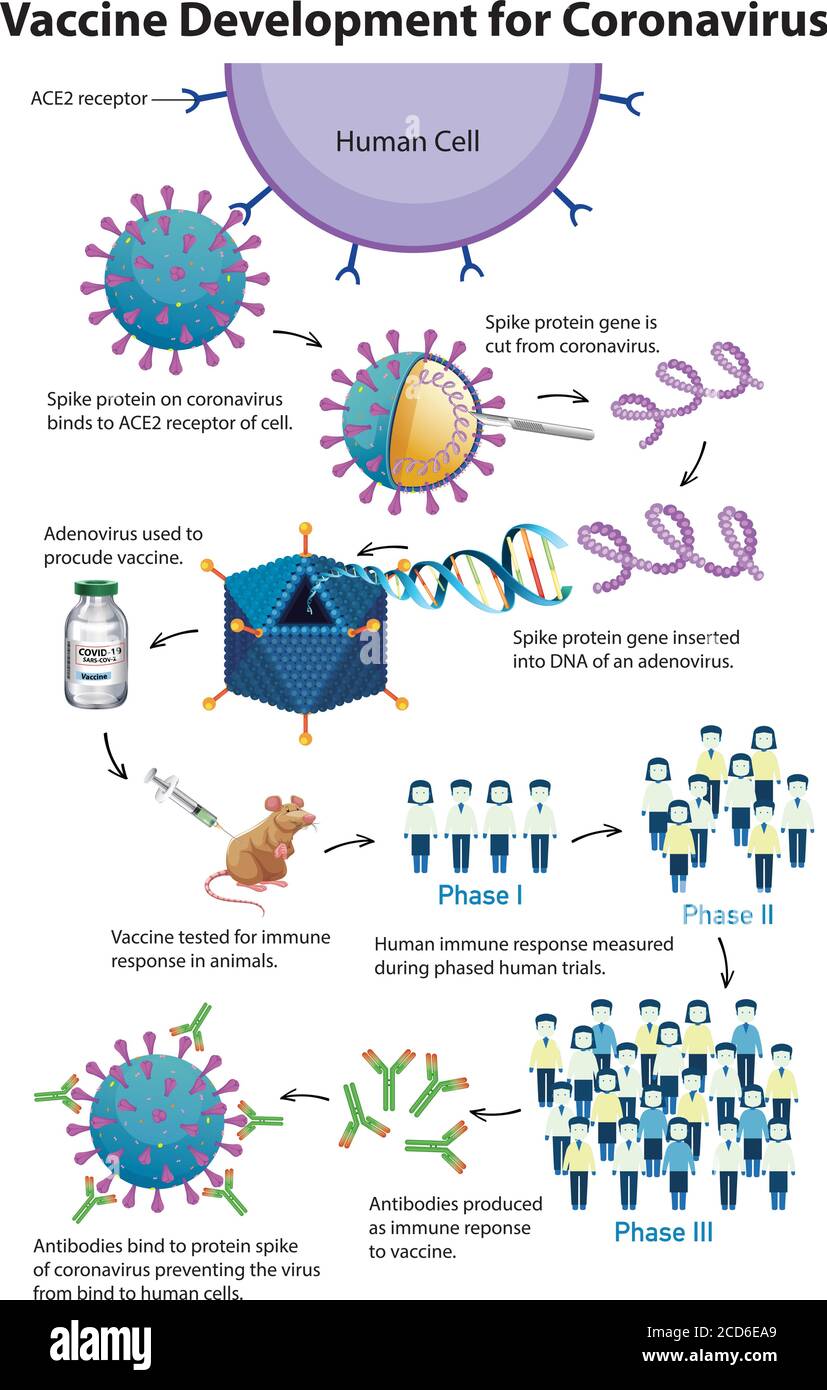 Impfstoffentwicklung für Coronavirus Illustration Stock Vektor