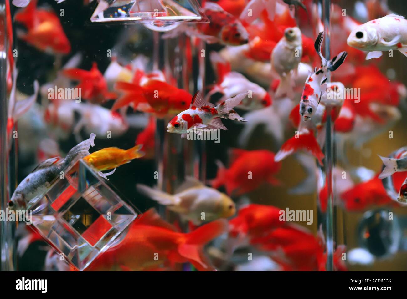 Tokio, Japan. August 2020. Rund 30,000 verschiedene Arten von Goldfischen werden am Donnerstag, den 27. August 2020, in einer Pressevorschau des Art Aquarium Museums in Tokio gezeigt. Das Art Aquarium Museum, Installationen mit Goldfischen, eröffnet Tokyos Geschäfts- und Einkaufsviertel Nihonbashi am 28. August. Quelle: Yoshio Tsunoda/AFLO/Alamy Live News Stockfoto