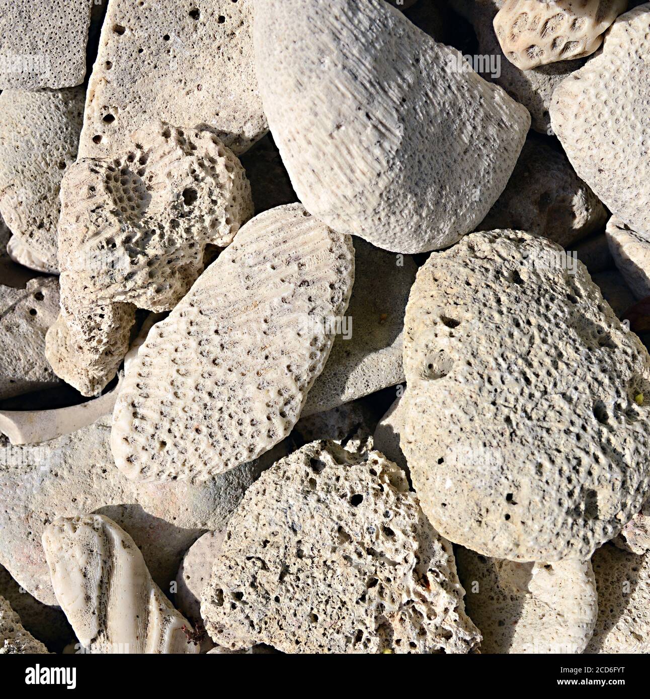 Kalksteinfelsen mit Fossilien Stockfoto