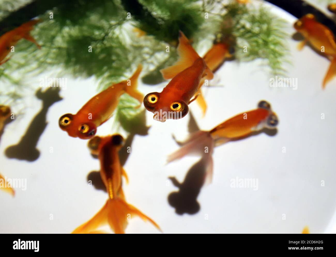 Tokio, Japan. August 2020. Rund 30,000 verschiedene Arten von Goldfischen werden am Donnerstag, den 27. August 2020, in einer Pressevorschau des Art Aquarium Museums in Tokio gezeigt. Das Art Aquarium Museum, Installationen mit Goldfischen, eröffnet Tokyos Geschäfts- und Einkaufsviertel Nihonbashi am 28. August. Quelle: Yoshio Tsunoda/AFLO/Alamy Live News Stockfoto