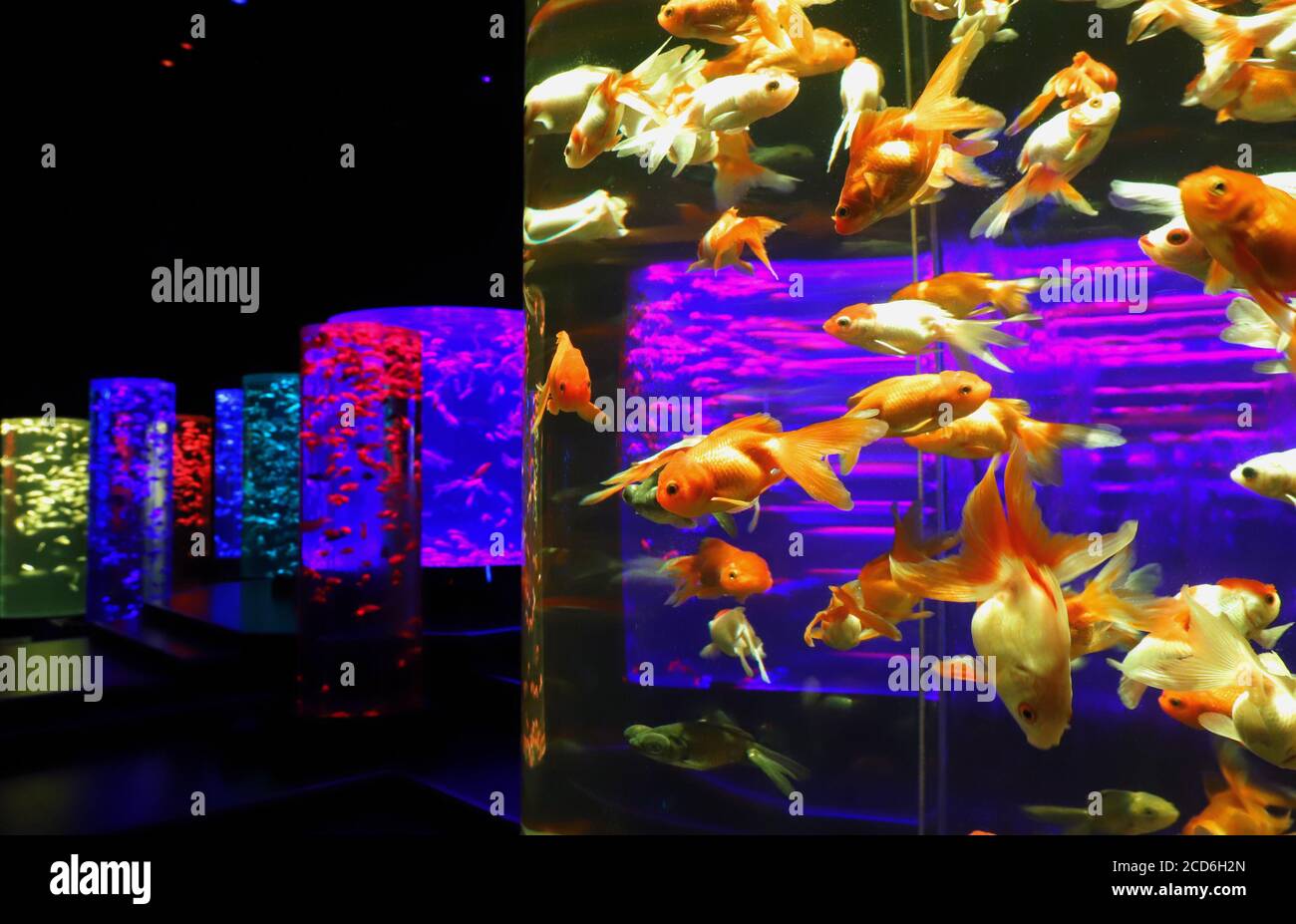 Tokio, Japan. August 2020. Rund 30,000 verschiedene Arten von Goldfischen werden am Donnerstag, den 27. August 2020, in einer Pressevorschau des Art Aquarium Museums in Tokio gezeigt. Das Art Aquarium Museum, Installationen mit Goldfischen, eröffnet Tokyos Geschäfts- und Einkaufsviertel Nihonbashi am 28. August. Quelle: Yoshio Tsunoda/AFLO/Alamy Live News Stockfoto