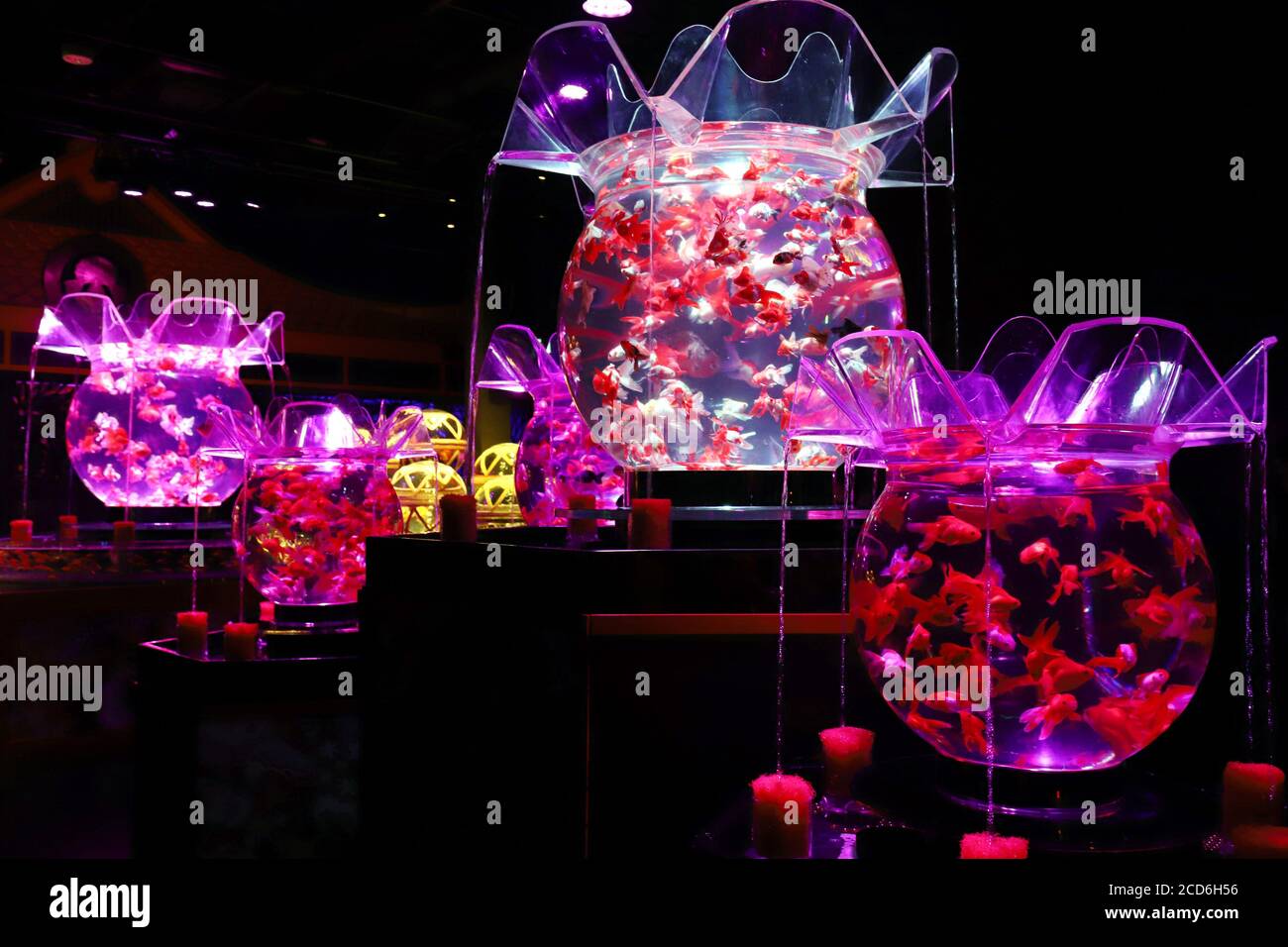 Tokio, Japan. August 2020. Rund 30,000 verschiedene Arten von Goldfischen werden am Donnerstag, den 27. August 2020, in einer Pressevorschau des Art Aquarium Museums in Tokio gezeigt. Das Art Aquarium Museum, Installationen mit Goldfischen, eröffnet Tokyos Geschäfts- und Einkaufsviertel Nihonbashi am 28. August. Quelle: Yoshio Tsunoda/AFLO/Alamy Live News Stockfoto