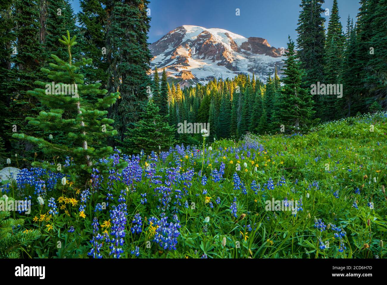 Wildblumenwiese im Paradise, Mount Rainier, Washington, USA Stockfoto