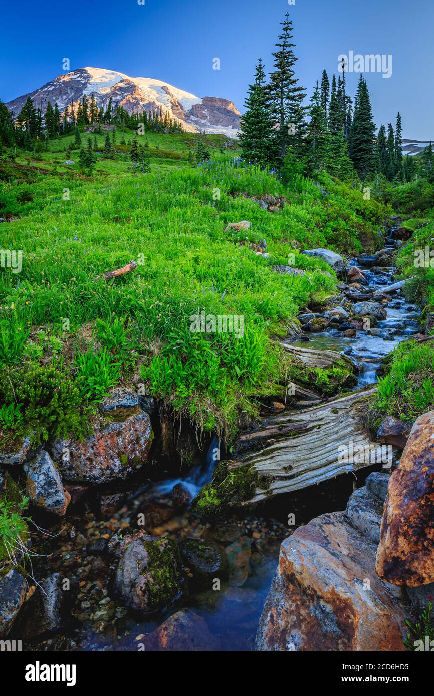 Wildblumenwiese und Bach in Paradise, Mount Rainier, Washington, USA Stockfoto