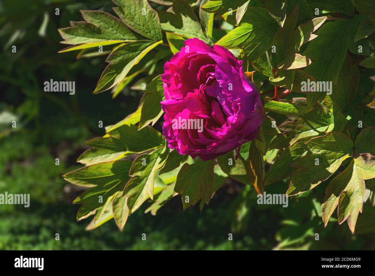 Rosa Pfingstrose Nahaufnahme auf einem Blumenbett. Blumen Frühling Hintergrund. Schöne blühende Blume im Garten. Violett-rosa Pfingstrose mit gelbem Kern. B Stockfoto