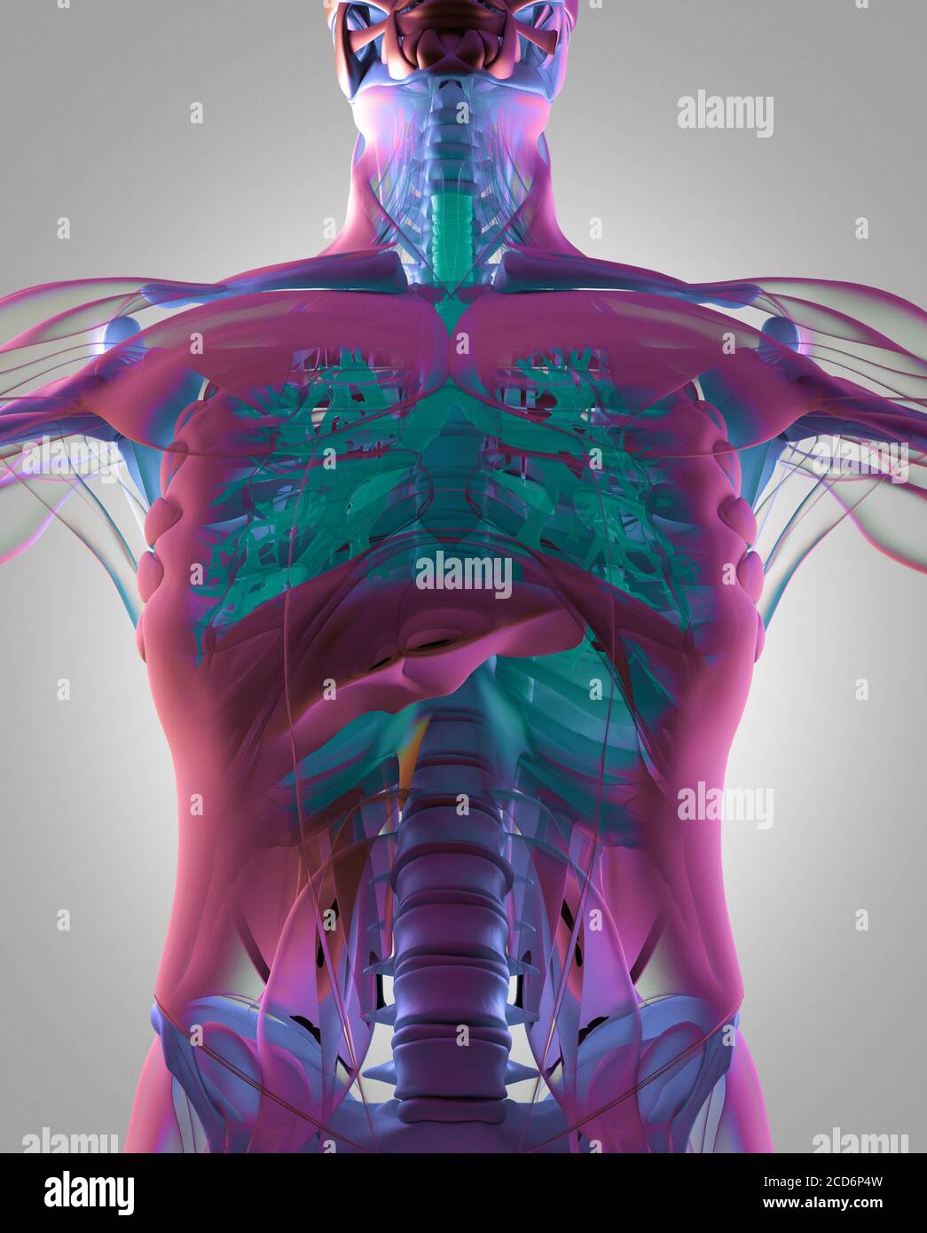 Bronchien, menschliche Anatomie Lunge. Technologie. 3d-Illustration. Stockfoto