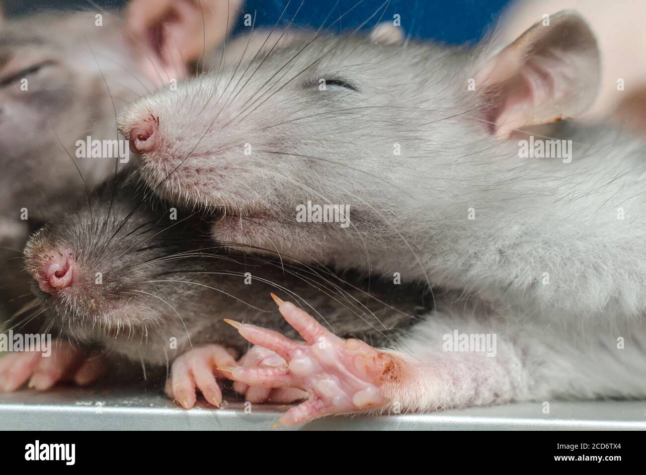 Verschlafene Ratte Stockfoto