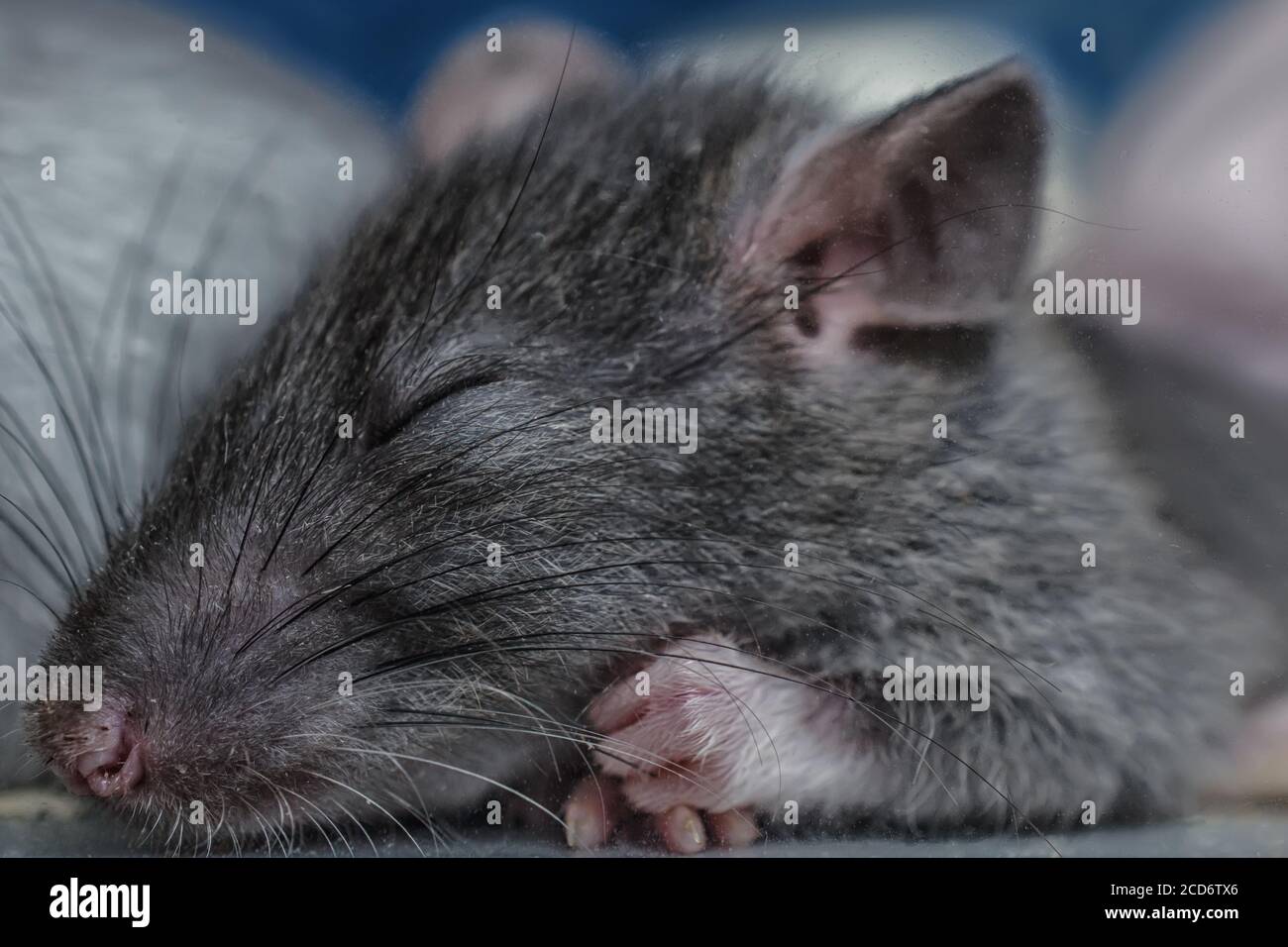 Schlafende Ratte Stockfoto