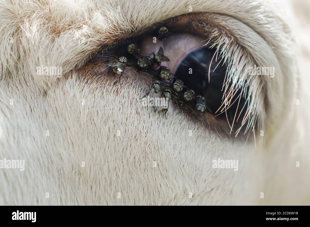 Kuh mit Fliegen um das Auge, Nahaufnahme Kuhauge Stockfotografie - Alamy