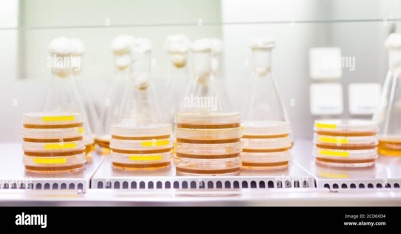 10x HAWILLOSCH Nutrient Agar Platten – Vorgegosse Produktbild-Vorschau 2