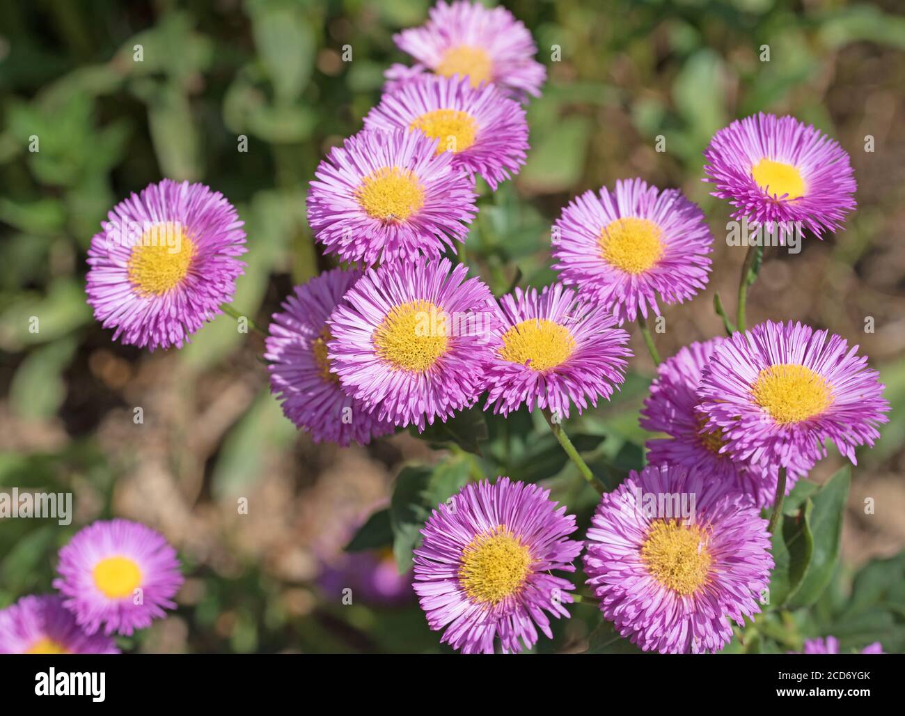 Blühende lila Aster im Garten Stockfoto