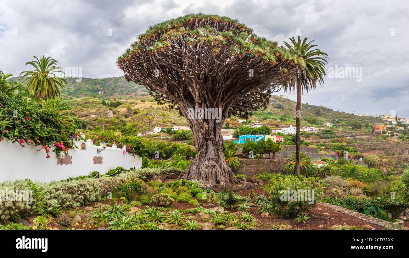 Canary Islands Dragon Tree Stockfotos und -bilder Kaufen - Alamy