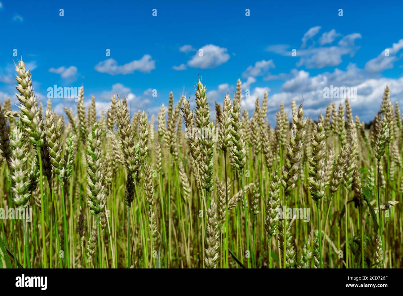 Grüne unreife Ähren von Weizen gegen den Himmel Nahaufnahme. Selektiver Fokus Stockfoto