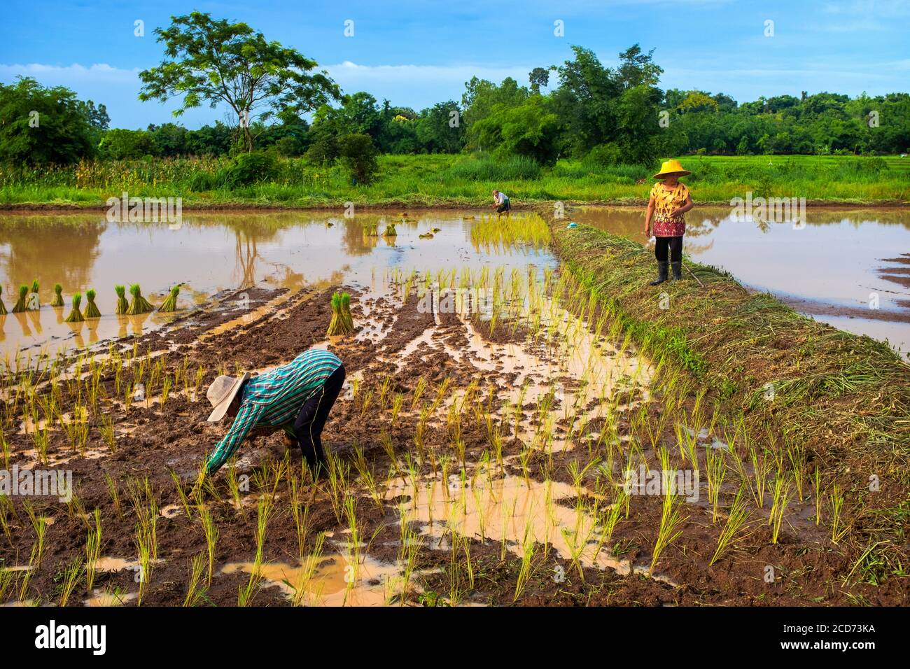 Frauen Pflanzen Reis im ländlichen Thailand Stockfoto