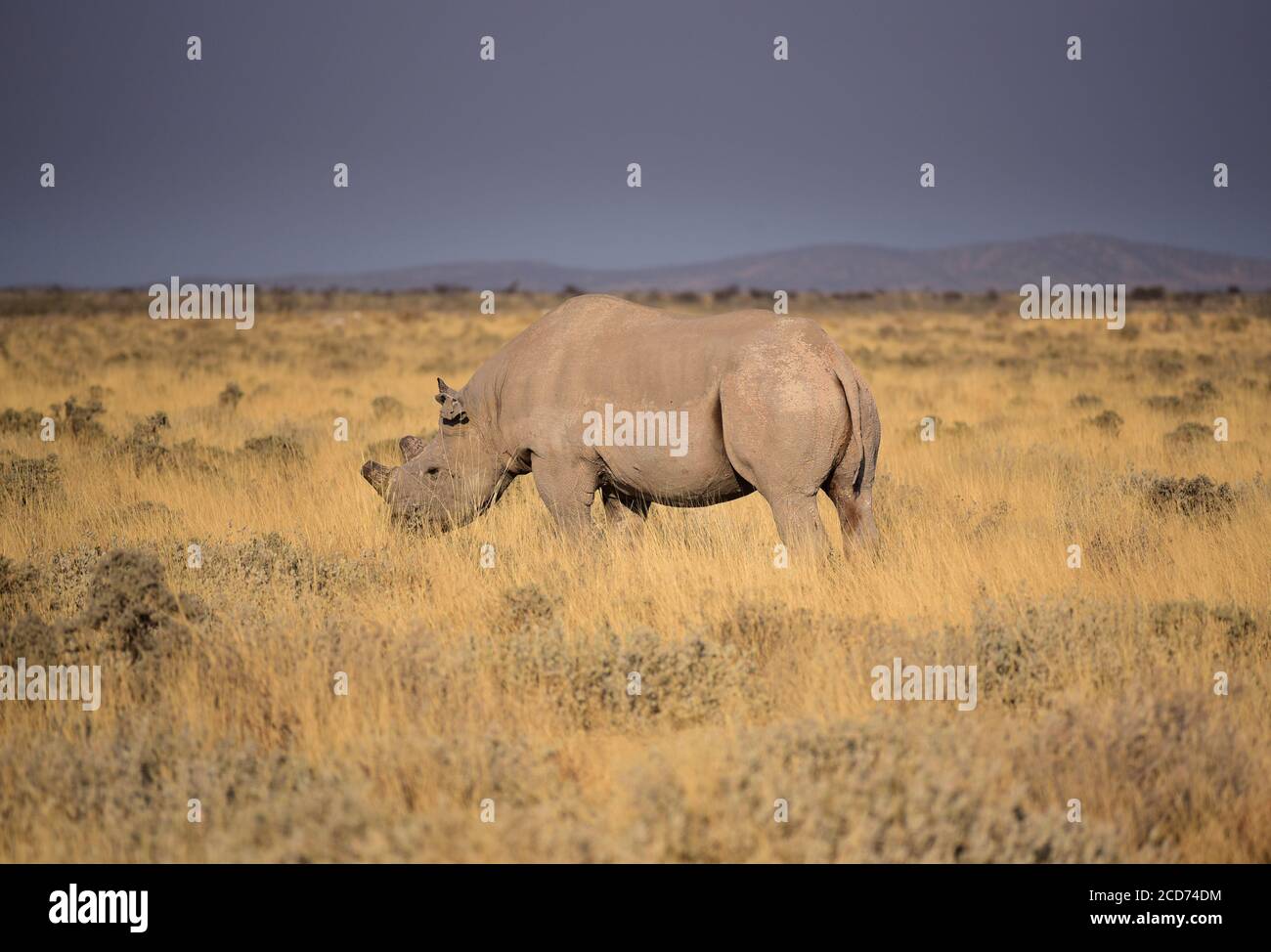 Schwarzes Nashorn oder Hakennashorn (Diceros bicornis) mit geschnittenen Hörnern. Etosha Nationalpark, Namibia Stockfoto