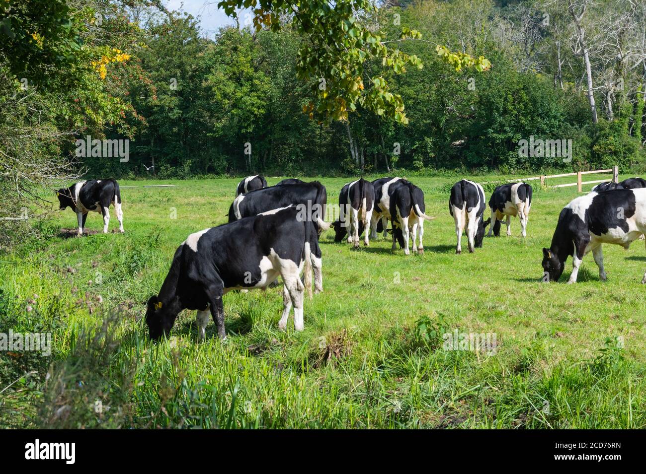 Herde von schwarzen und weißen Kühen in der britischen Landschaft in West Sussex, England, Großbritannien. Stockfoto