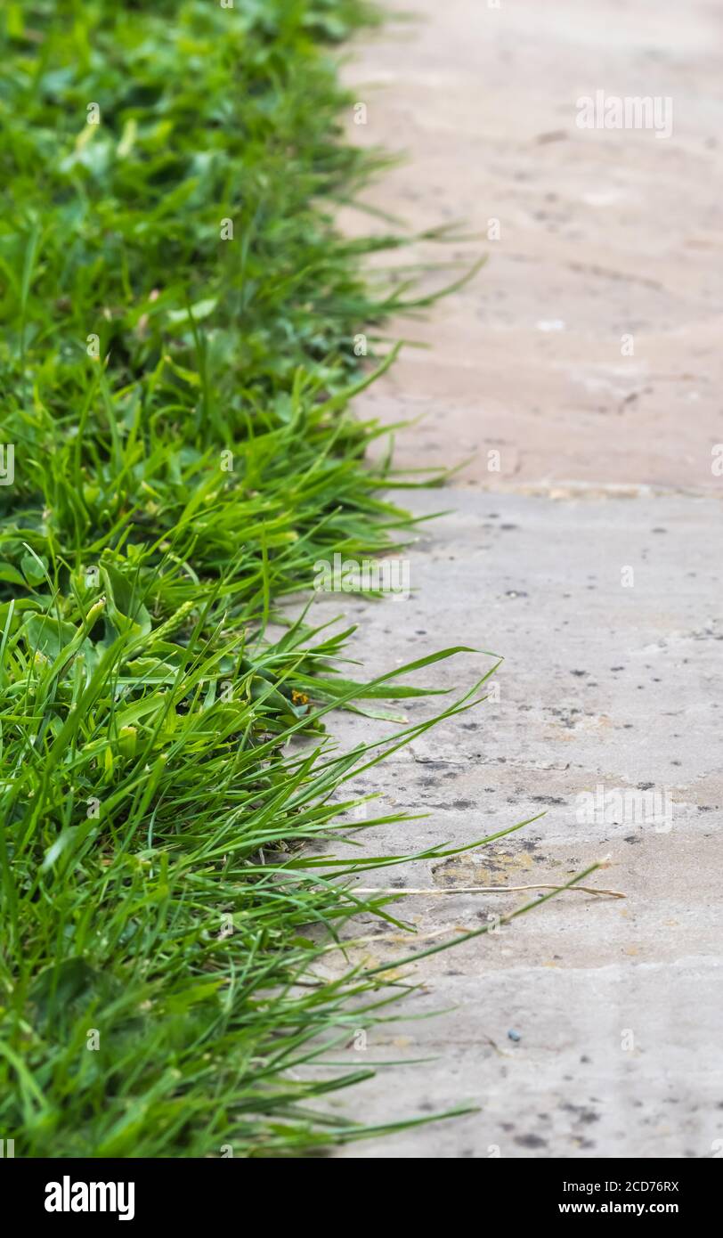 Grasrand in einem Garten, der unordentlich aussieht und eine Zierde braucht. Stockfoto
