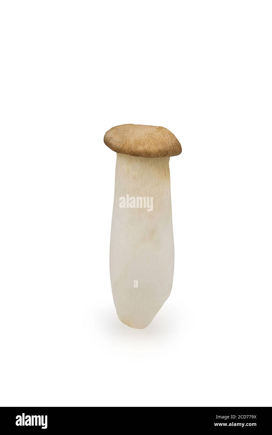 Gruppe von organischen rohen König Austernpilz oder pleurotus eryngii auf weißem isolierten Hintergrund mit Clipping Pfad in vertikaler. Frische Eryngii oder Trompete m Stockfoto