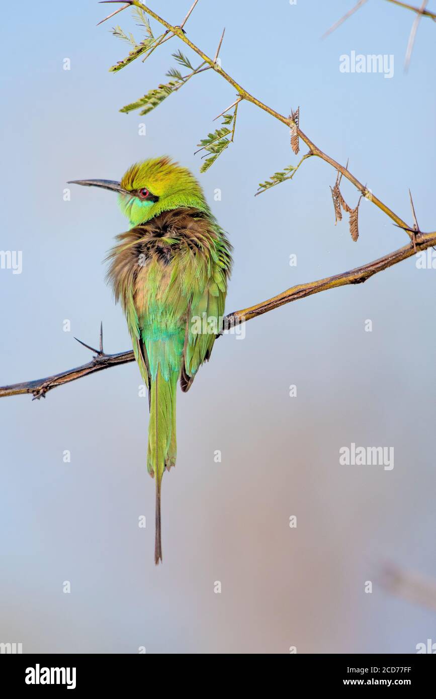 Bienenfresser in der Tierwelt Stockfoto