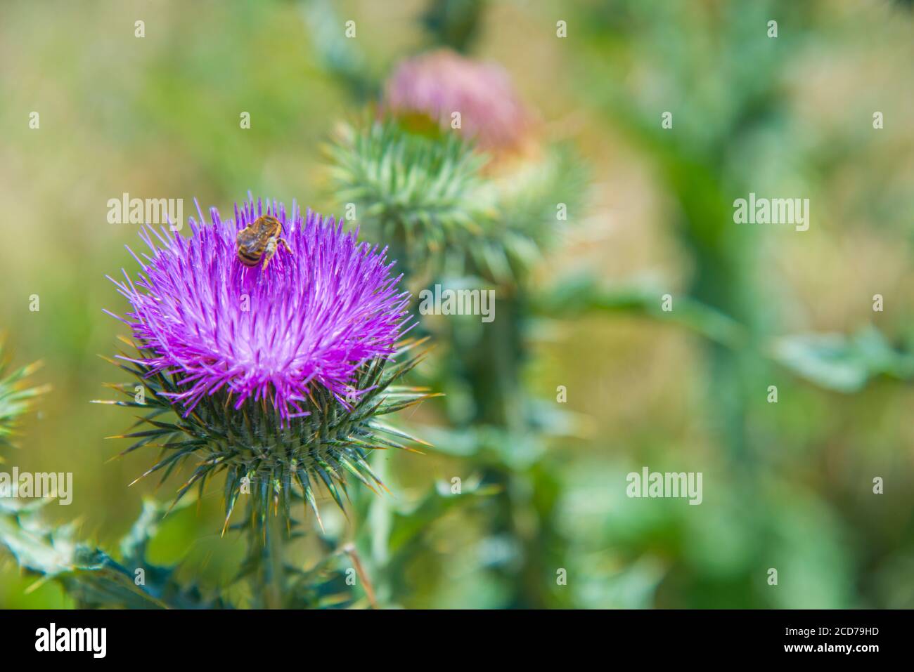 Thistle Blume mit Biene darauf. Ansicht schließen. Stockfoto