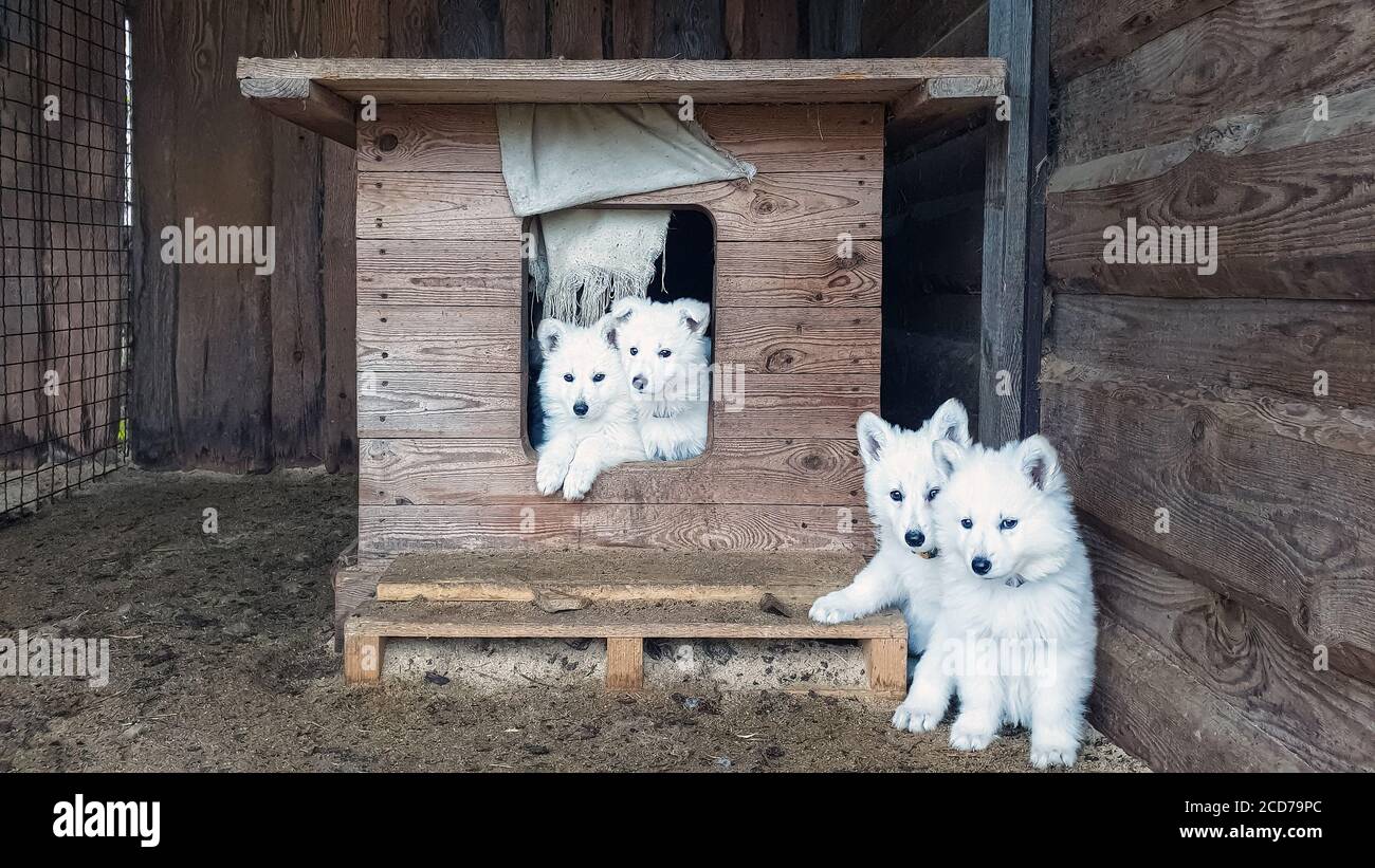 Niedliche Welpen von einem weißen Schweizer Schäferhund in einem Holz Kabine Blick in die Kamera Stockfoto