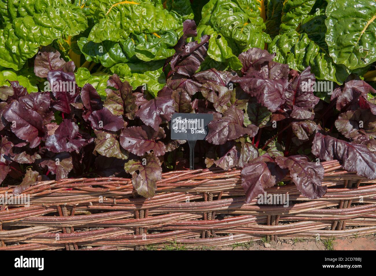 Botanisches Identifizierungszeichen für Rote Bete 'Bulls Blood' Gemüse (Beta vulgaris) Mit den grünen Blättern von Yellow Chard im Hintergrund Stockfoto
