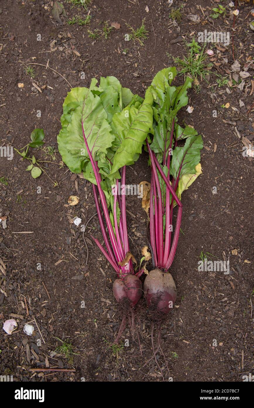 Frisch gepflückt selbst angebaute Bio-Rote Bete (Beta vulgaris) auf dem Boden in einem Gemüsegarten in Rural Devon, England, UK Stockfoto