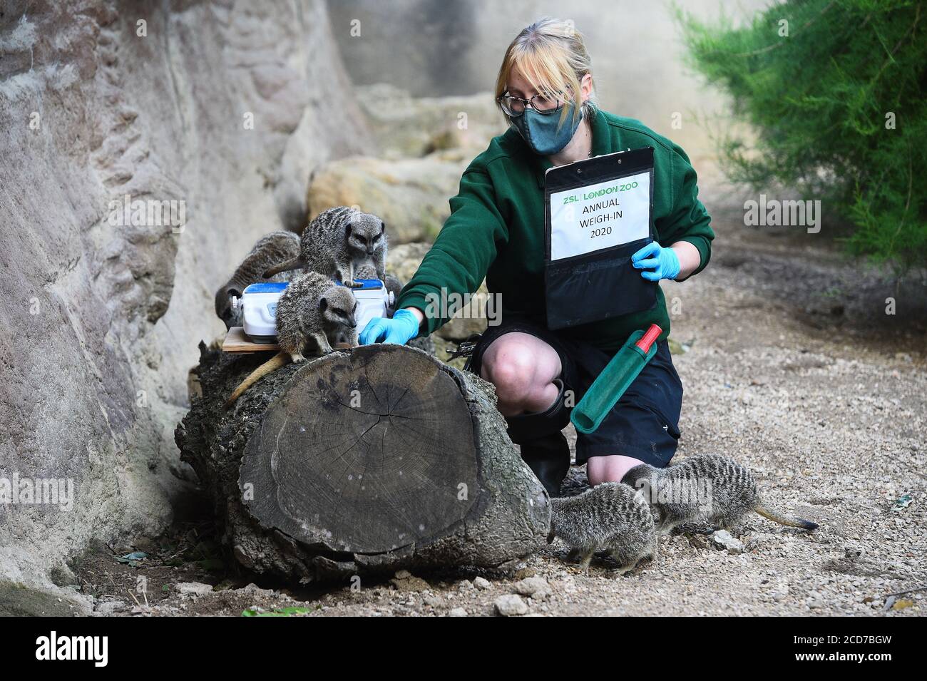 Seniorkeeperin Laura Garrett wiegt Erdmännchen während des jährlichen Wägevorgangs im ZSL London Zoo, London. Stockfoto