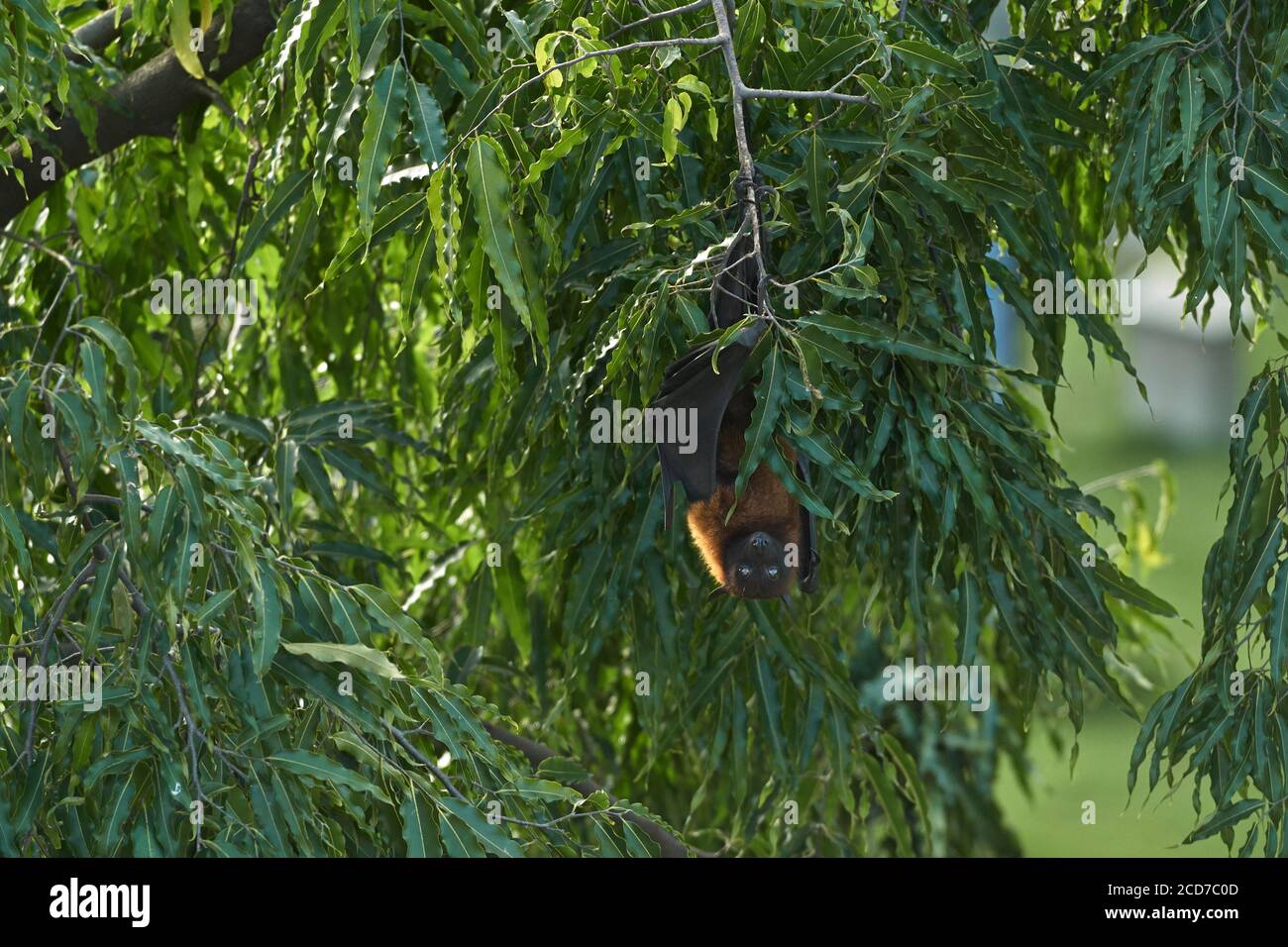Der indische fliegende Fuchs (Pteropus giganteus) auch bekannt als die große indische Fruchtfledermaus, die an einem Baum hängt. Stockfoto