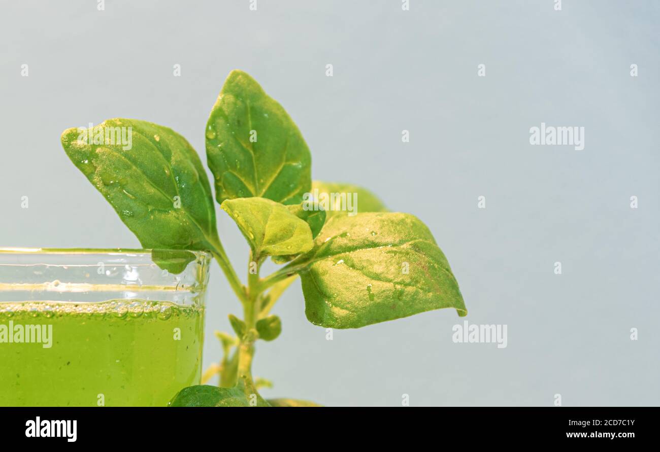 Spinatsaft (Spinacia oleracea). Grüner Saft. Natürliches Getränk. Veganes Getränk. Schleichende Kraut mit Ursprung in Asien, der Familie der Amarantaceae, w Stockfoto