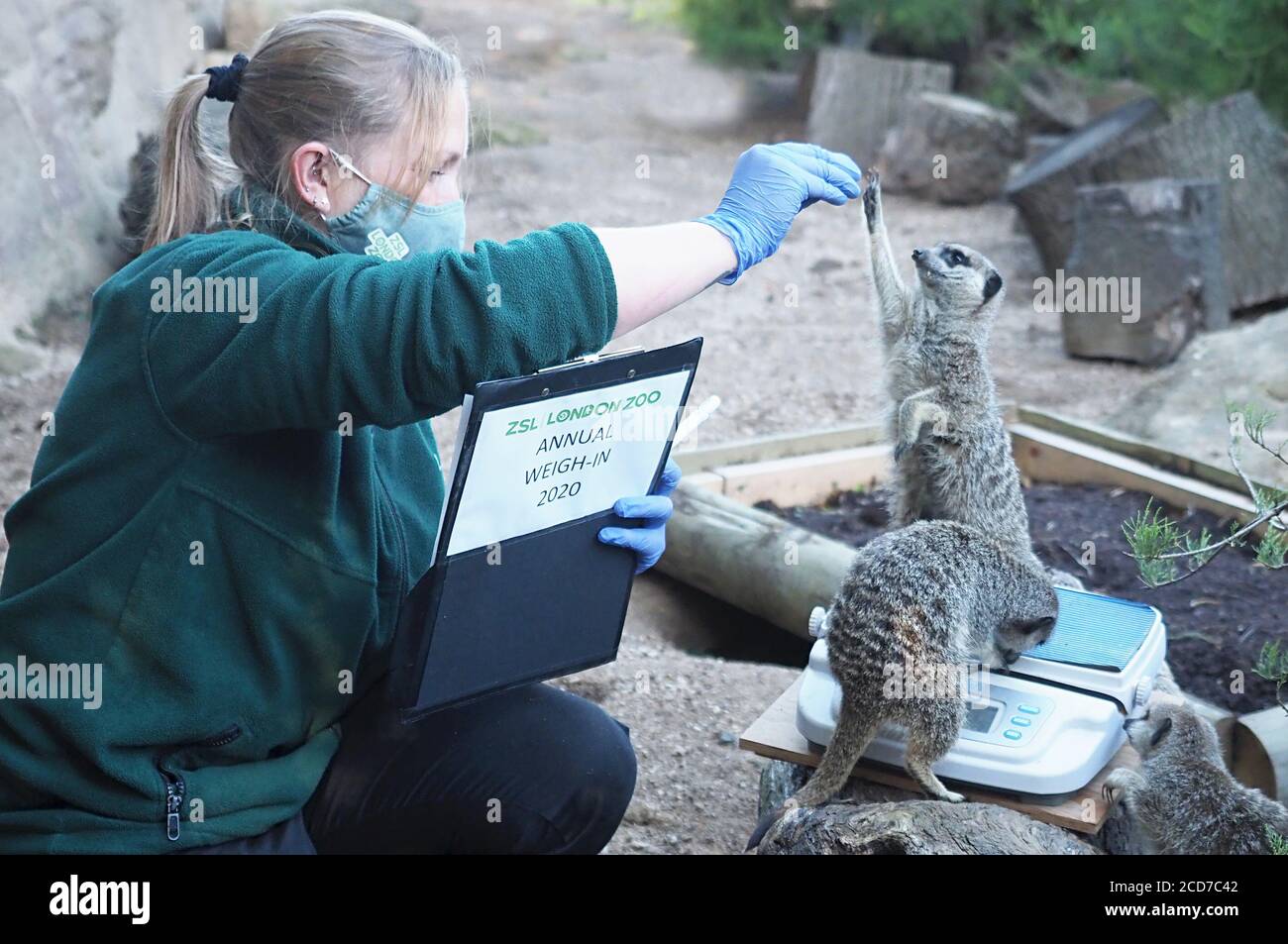 Mit mehr als 19,000 Tieren in ihrer Obhut verbringen die Tierpfleger des ZSL London Zoo das ganze Jahr über Stunden damit, die Höhen und Gewichte aller Tiere zu erfassen – Informationen, die ihnen helfen, ihre Gesundheit und ihr Wohlbefinden zu überwachen. Das jährliche Wägen ist eine Gelegenheit für die Tierpfleger im ZSL London Zoo, um sicherzustellen, dass die aufgezeichneten Informationen aktuell und genau sind, da jede Messung dann dem Zoologischen Informationsmanagementsystem (ZIMS) hinzugefügt wird, Eine Datenbank, die mit Zoos auf der ganzen Welt geteilt wird und Zoohütern hilft, wichtige Informationen über Tausende von bedrohten Arten zu vergleichen. Stockfoto