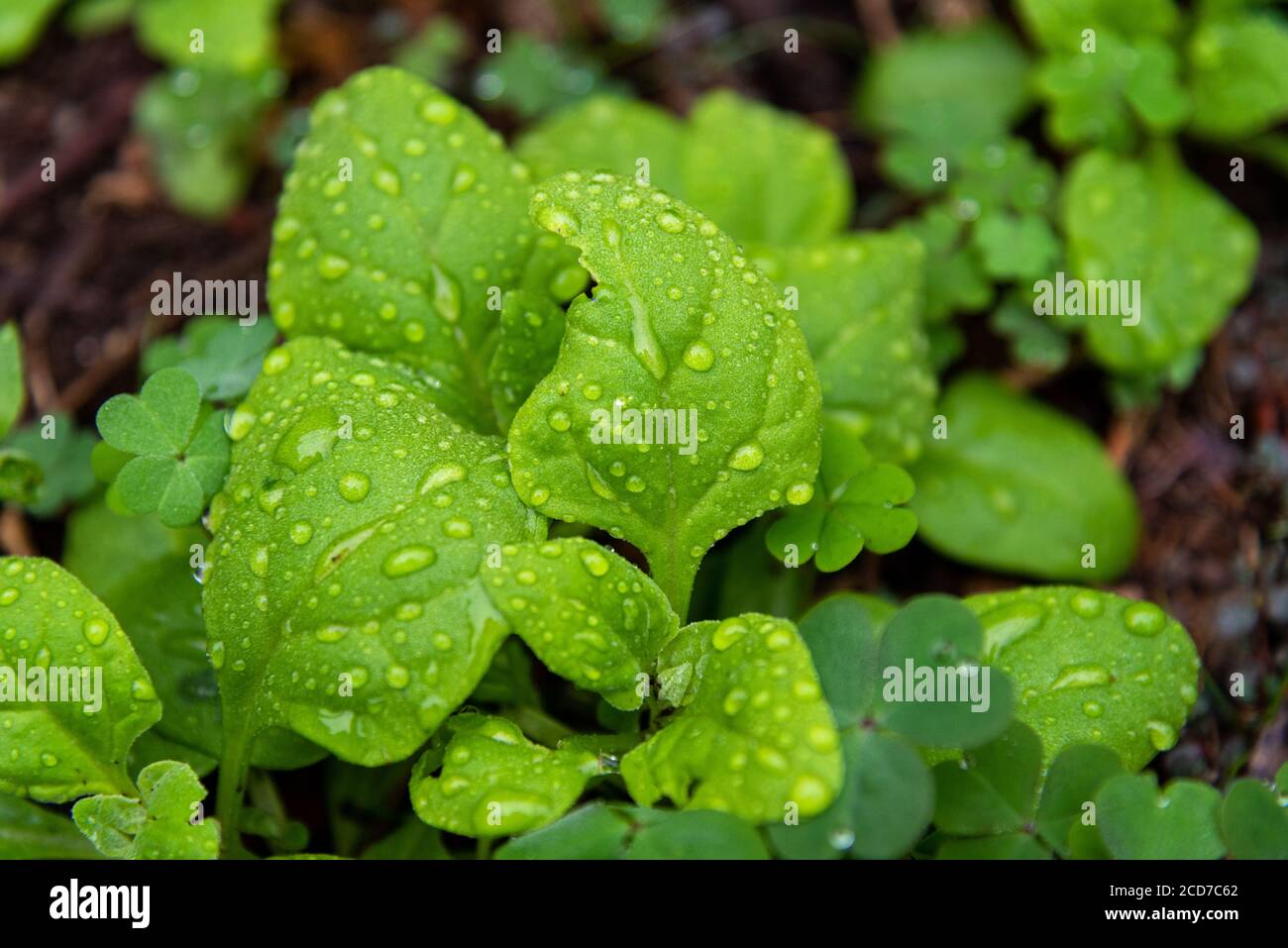 Spinatblätter (Spinacia oleracea). Kriechende und essbare Kräuter, die aus Zentral- und Südwestasien stammen und zur Familie der Amaranth gehören. Es ist ein ann Stockfoto