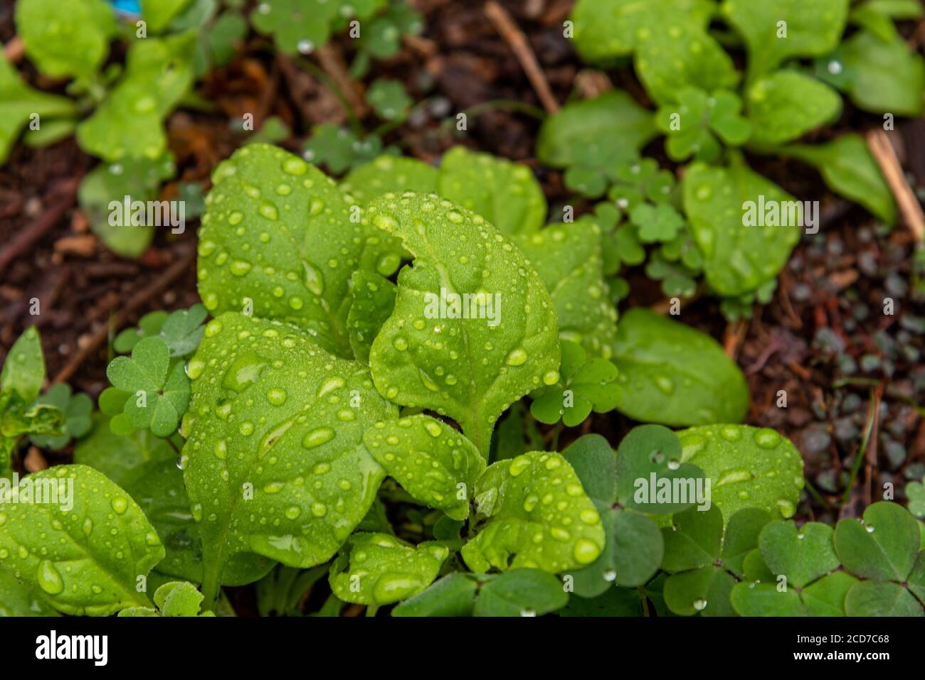 Spinatblätter (Spinacia oleracea). Kriechende und essbare Kräuter, die aus Zentral- und Südwestasien stammen und zur Familie der Amaranth gehören. Es ist ein ann Stockfoto