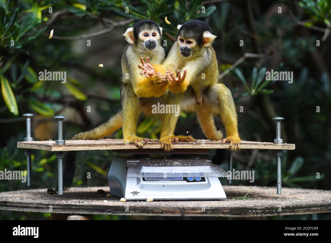 Eichhörnchen Affen werden während der jährlichen Wiegung im ZSL London Zoo, London gewogen. Stockfoto