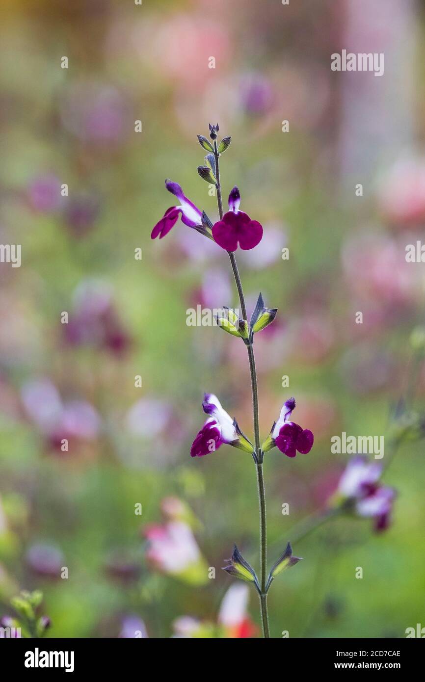 Salvia Amethyst Lips Pflanzen Salvia greggi. Stockfoto