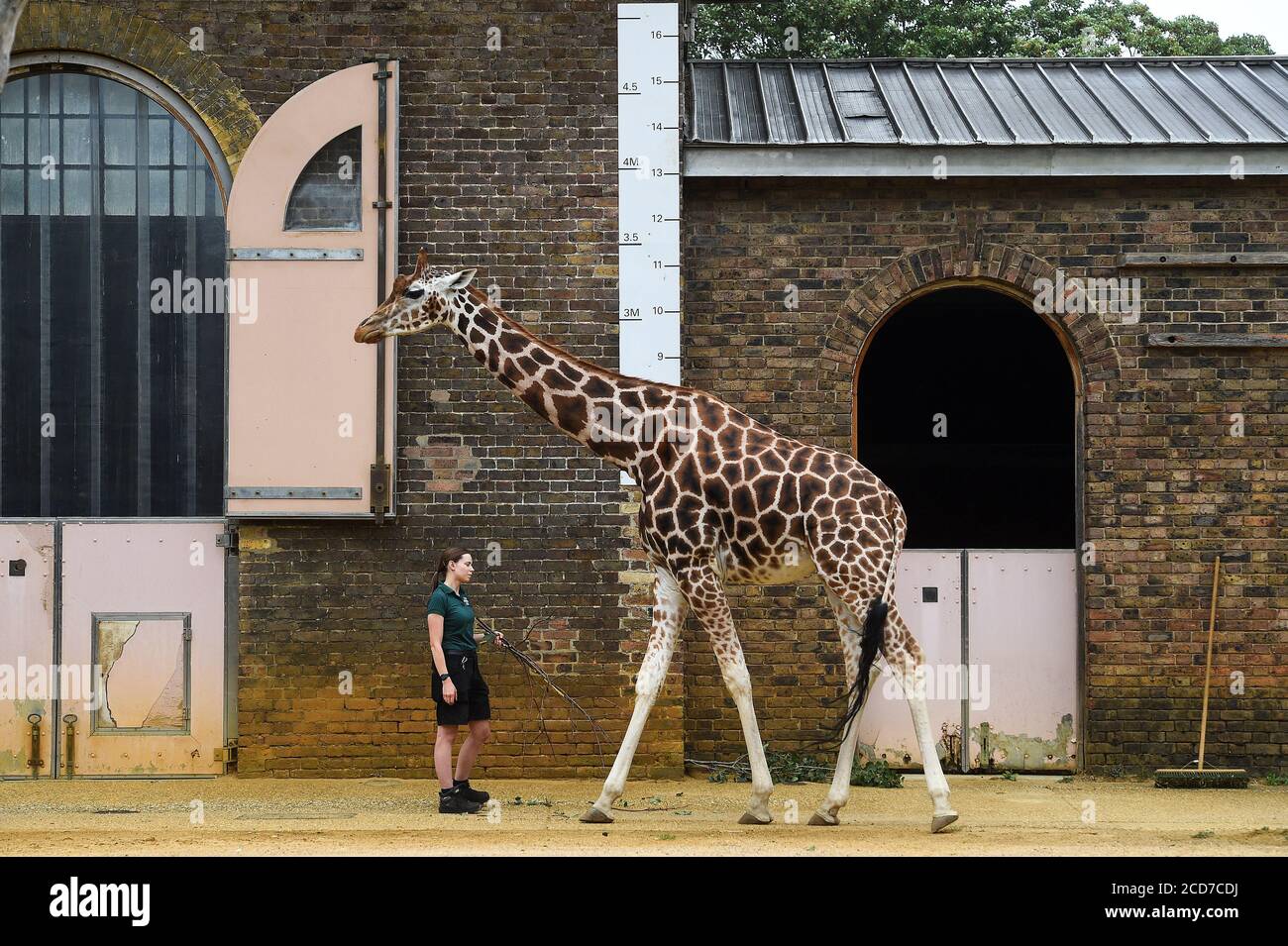 Keeper Maggie mißt eine Giraffe während des jährlichen Wiegevorgangs im ZSL London Zoo, London. Stockfoto