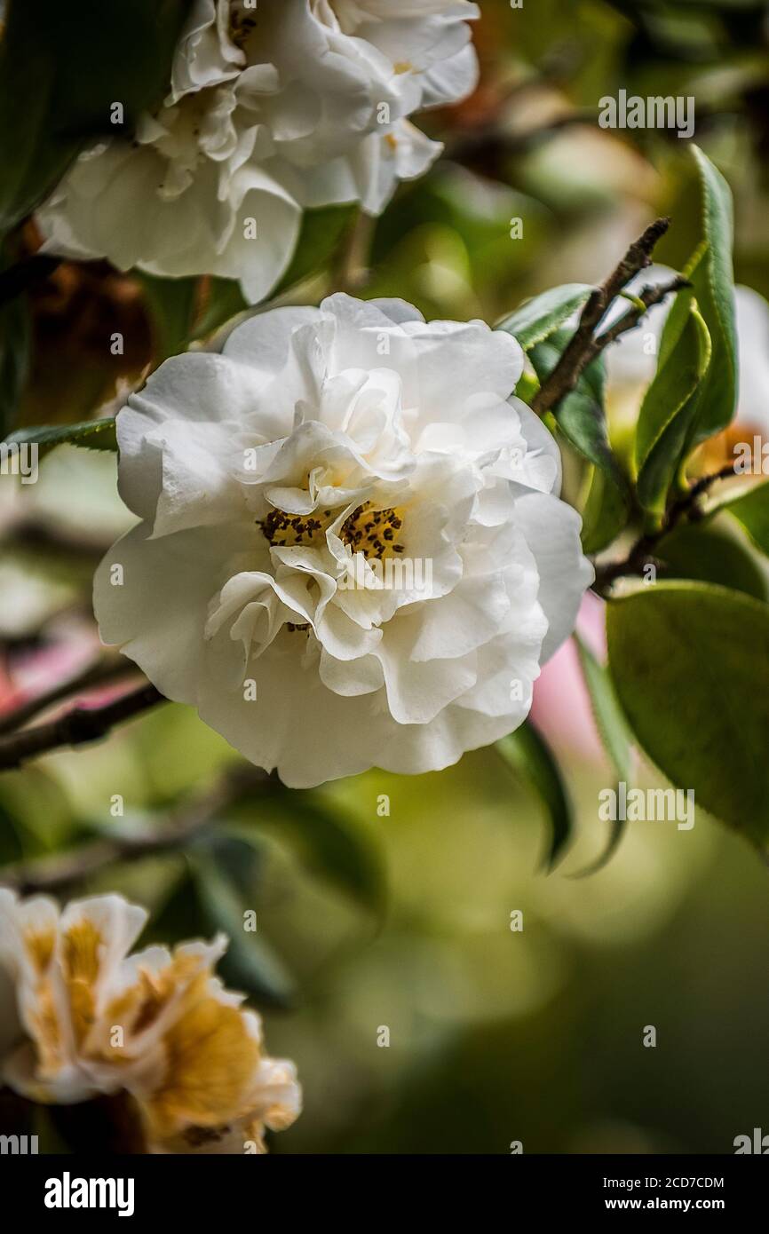 Camellia japonica weiß. Stockfoto