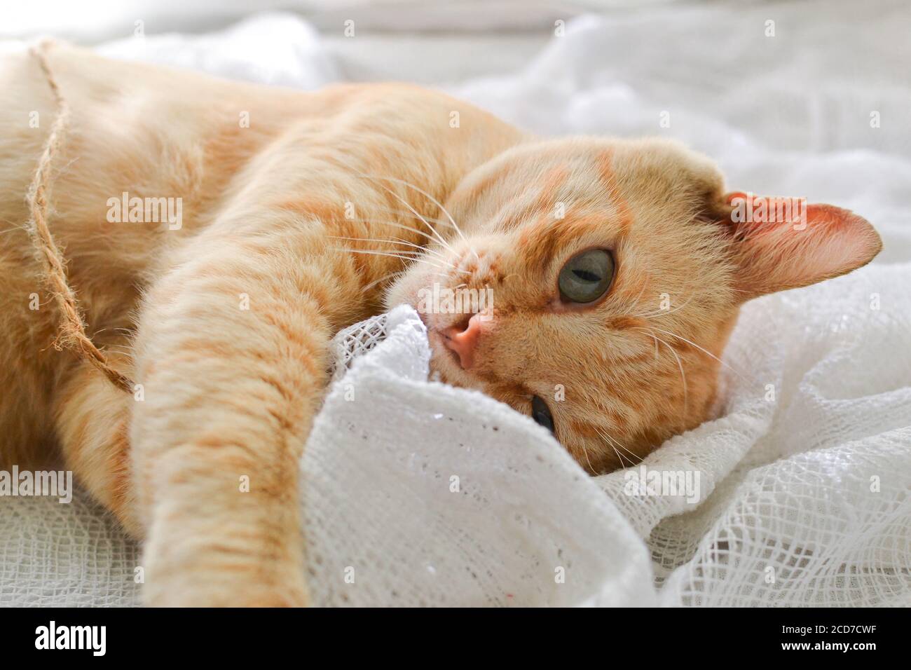 Hellrote Katze auf einer weißen Decke, Licht aus dem Fenster. Eine niedliche Ingwerkatze liegt unter einer weißen Decke auf der Fensterbank, auf dem Bett. Stockfoto